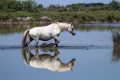 konj_horse_09.jpg