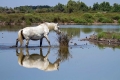 konj_horse_10.jpg