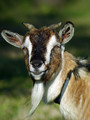 koza_goat_01.jpg