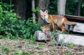 lisica_Fox_09.jpg