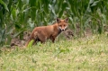 lisica_Fox_10.jpg