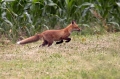 lisica_Fox_11.jpg