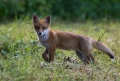 lisica_Fox_18.jpg