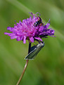 makro_macro_01.jpg