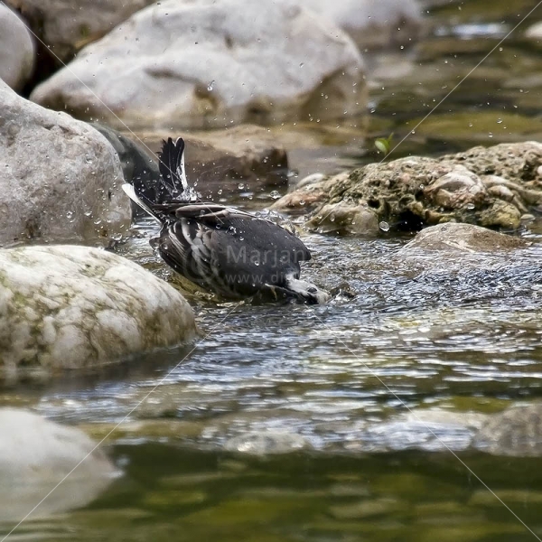 Klikni za ogled večje slike