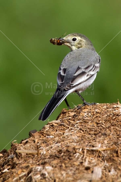Klikni za ogled večje slike