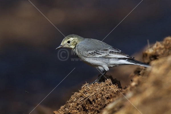 Klikni za ogled večje slike