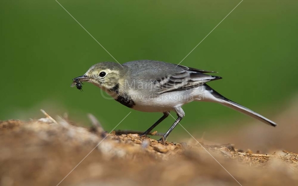 Klikni za ogled večje slike