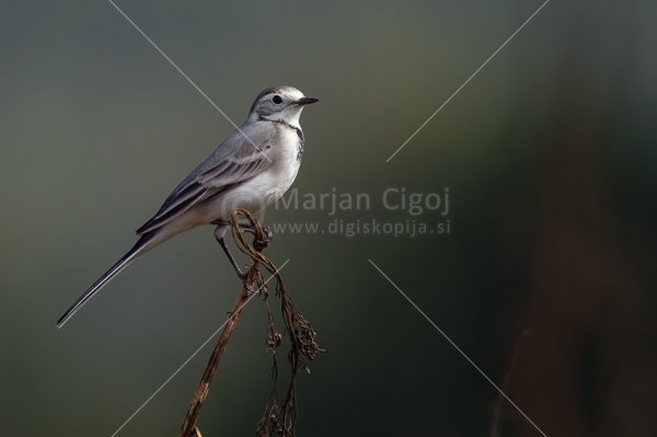 Klikni za ogled večje slike