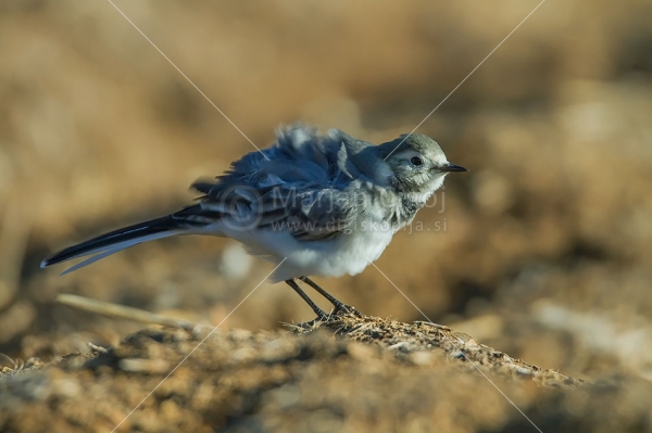 Klikni za ogled večje slike