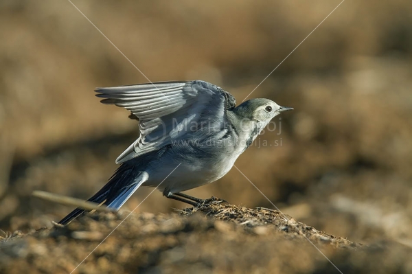Klikni za ogled večje slike