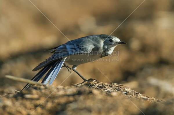 Klikni za ogled večje slike