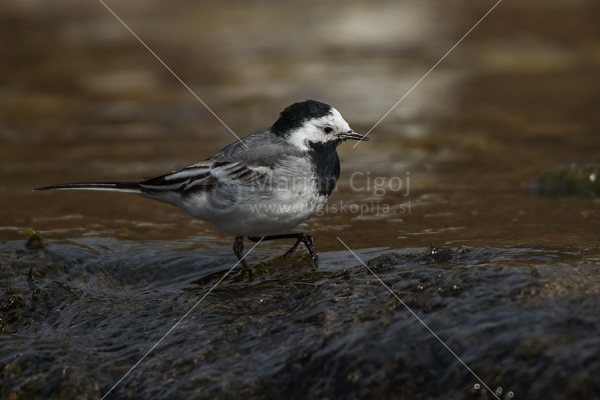 Klikni za ogled večje slike