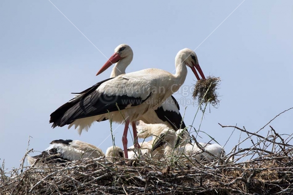 Klikni za ogled večje slike