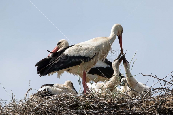 Klikni za ogled večje slike