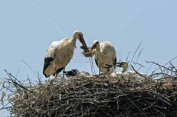 Klikni za ogled večje slike