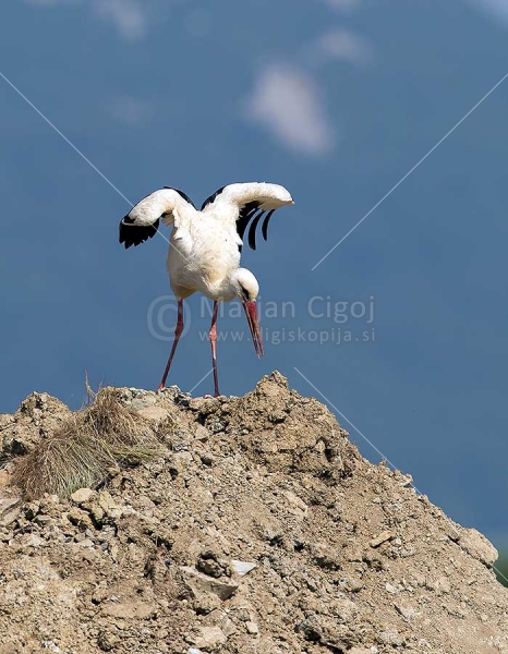 Klikni za ogled večje slike