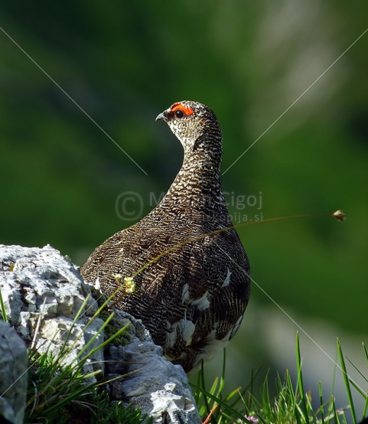 Klikni za ogled večje slike