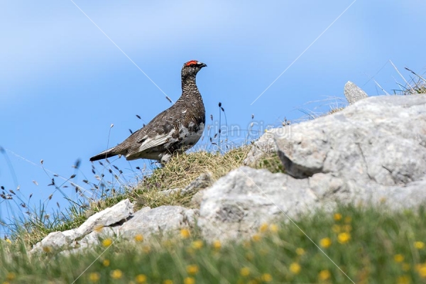 Klikni za ogled večje slike
