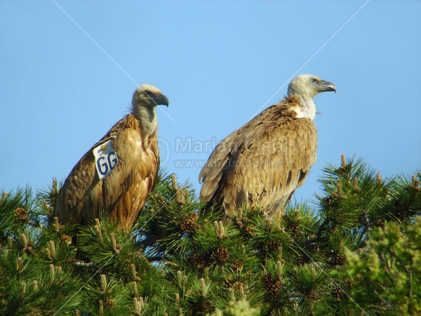 Klikni za ogled večje slike