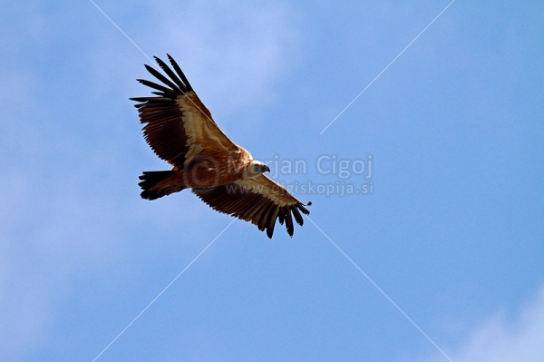Klikni za ogled večje slike