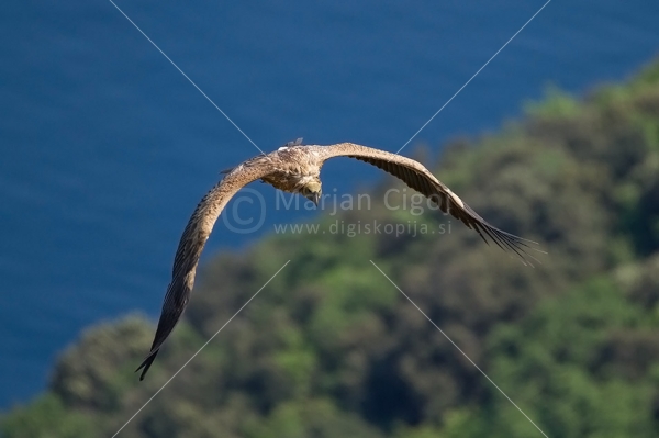 Klikni za ogled večje slike