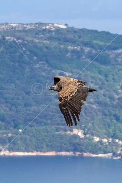 Klikni za ogled večje slike