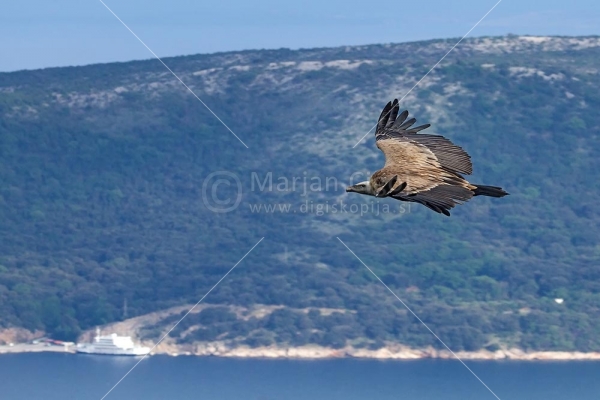 Klikni za ogled večje slike