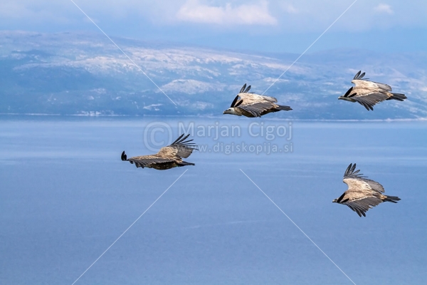 Klikni za ogled večje slike