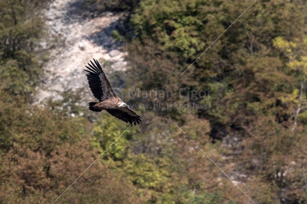 Klikni za ogled večje slike