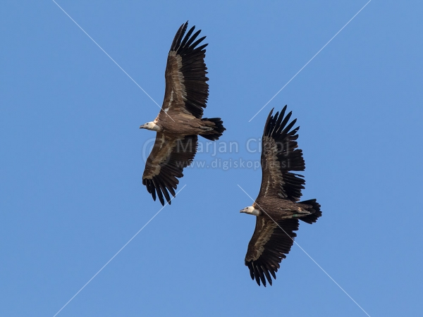Klikni za ogled večje slike