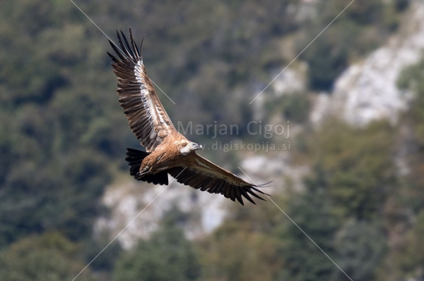 Klikni za ogled večje slike