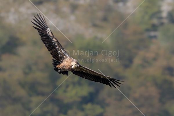 Klikni za ogled večje slike