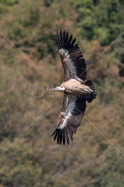 Klikni za ogled večje slike