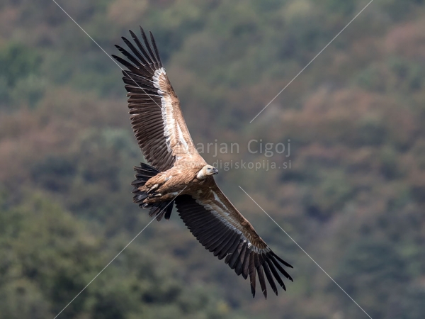 Klikni za ogled večje slike