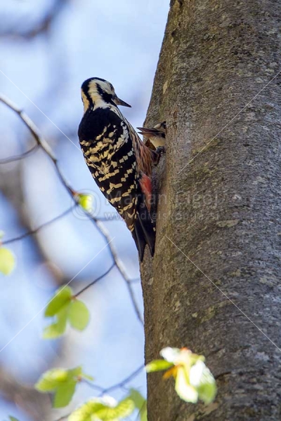 Klikni za ogled večje slike