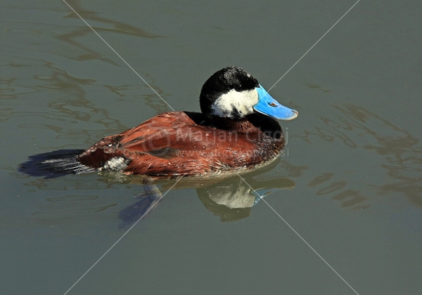 Klikni za ogled večje slike