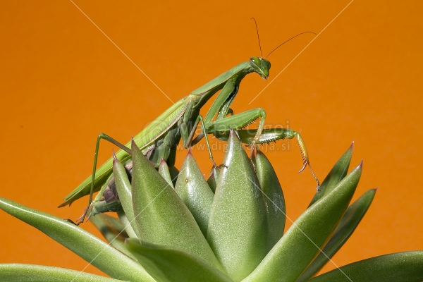 Klikni za ogled večje slike