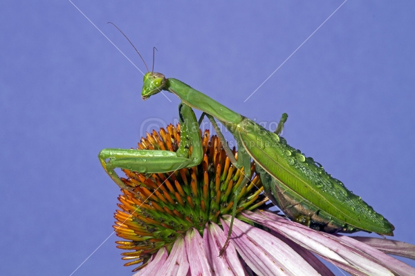 Klikni za ogled večje slike