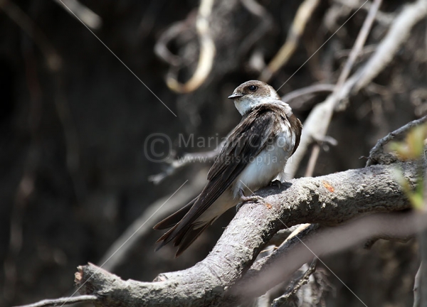 Klikni za ogled večje slike