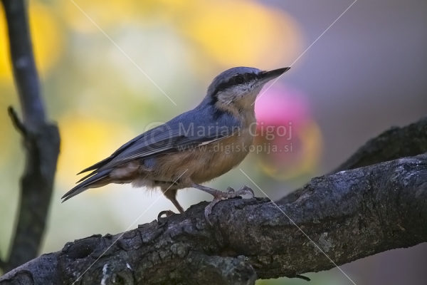 Klikni za ogled večje slike