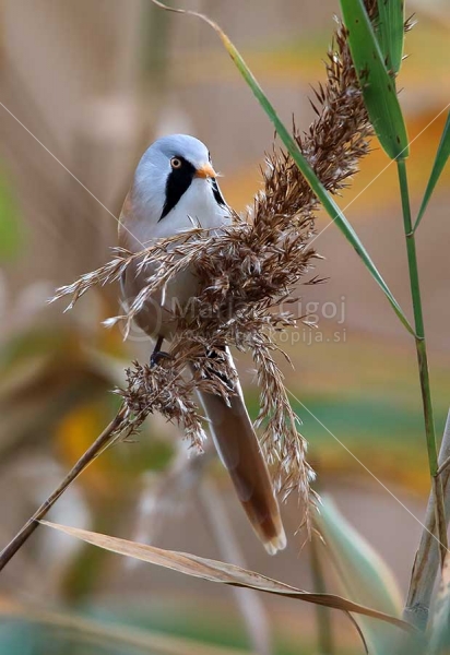 Klikni za ogled večje slike