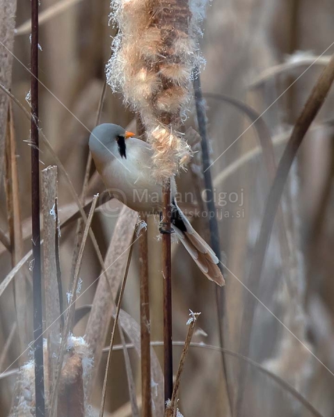 Klikni za ogled večje slike