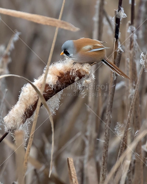 Klikni za ogled večje slike