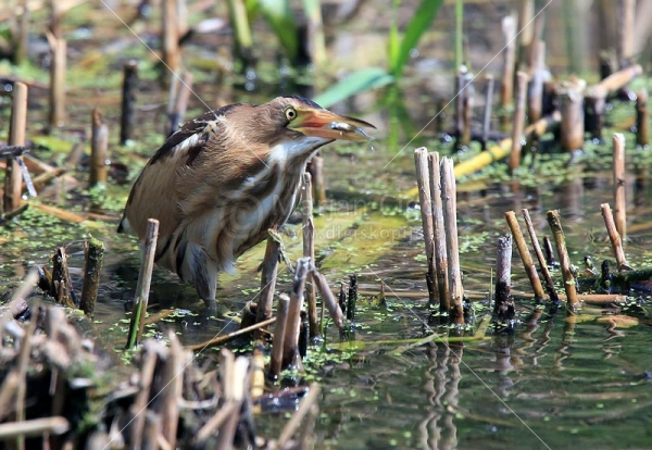 Klikni za ogled večje slike