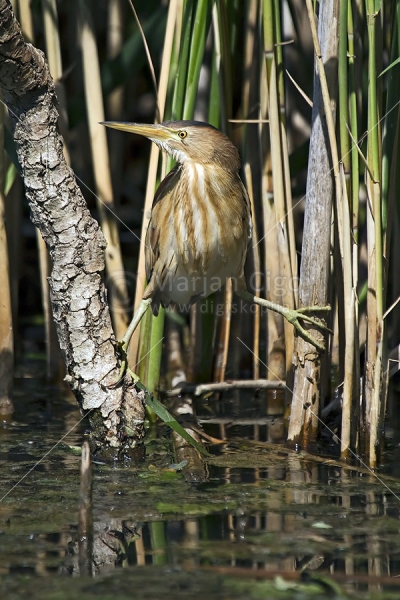 Klikni za ogled večje slike