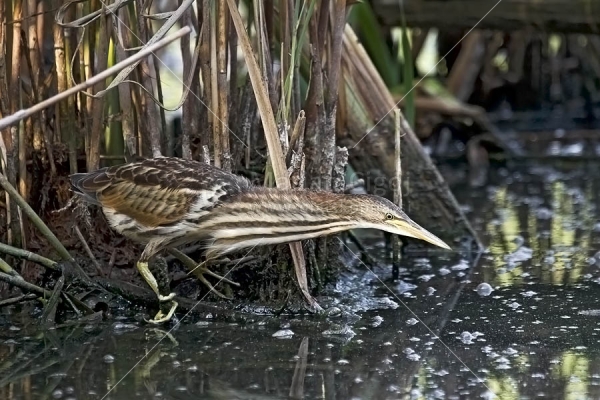 Klikni za ogled večje slike