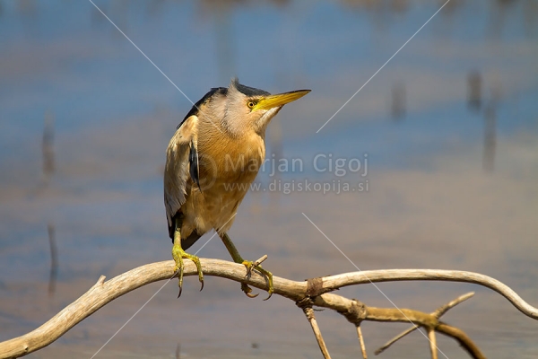 Klikni za ogled večje slike