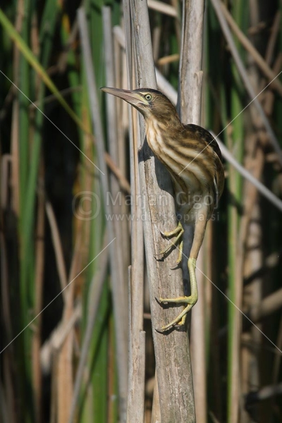 Klikni za ogled večje slike