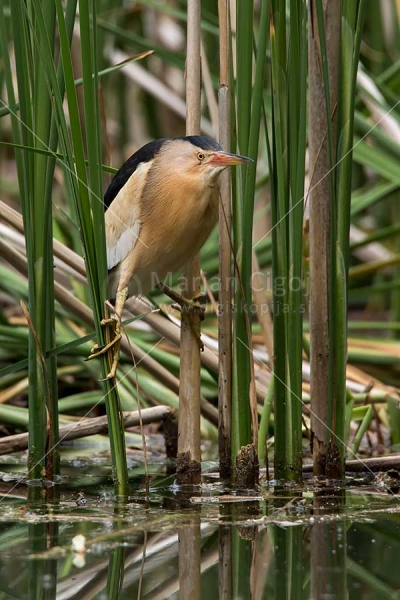 Klikni za ogled večje slike